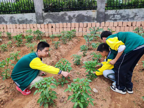 贵溪市文坊中学：绿色收获与成长的交织